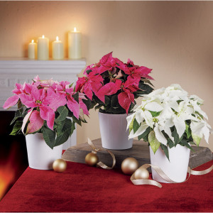 /ext/img/product/bonnes-affaires/23_11_22/700_princettia_1.jpg