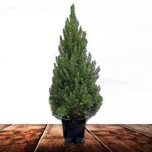 /ext/img/product/bonnes-affaires/23_11_22/700_sapin_1.jpg