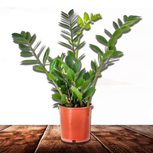 /ext/img/product/bonnes-affaires/23_11_22/700_zamioculcas_1.jpg