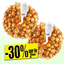 Oignons à repiquer