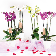 Orchidée phalaenopsis
