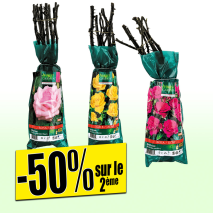 Plant de rosier