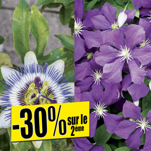 /ext/img/product/bonnes-affaires/25_03_12/100_plante_1.jpg