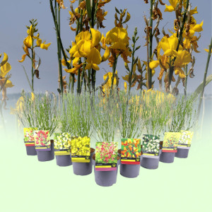 /ext/img/product/bonnes-affaires/25_03_12/600_genets_1.jpg