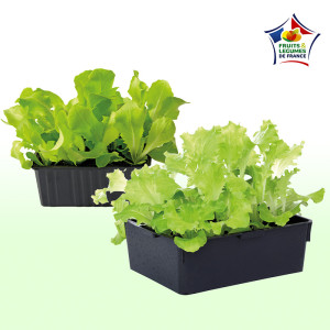 /ext/img/product/bonnes-affaires/25_03_12/600_salade_1.jpg