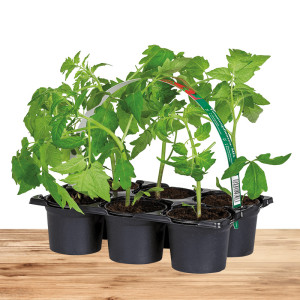 /ext/img/product/bonnes-affaires/25_03_19/100_plants_1.jpg