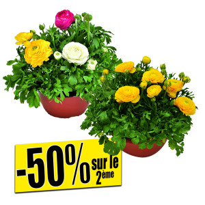 /ext/img/product/bonnes-affaires/25_03_19/100_renoncules_1.jpg