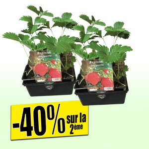 /ext/img/product/bonnes-affaires/25_03_19/500_fraisiers_1.jpg