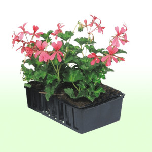 /ext/img/product/bonnes-affaires/25_03_19/500_geraniums_1.jpg