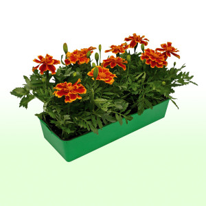 /ext/img/product/bonnes-affaires/25_03_19/500_oeillets_1.jpg