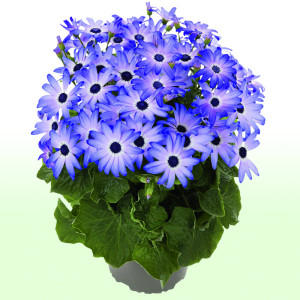 /ext/img/product/bonnes-affaires/25_03_19/500_pericallis_1.jpg