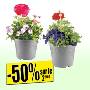 /ext/img/product/bonnes-affaires/25_03_19/500_plantes_1.jpg