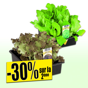 /ext/img/product/bonnes-affaires/25_03_19/500_salades_1.jpg