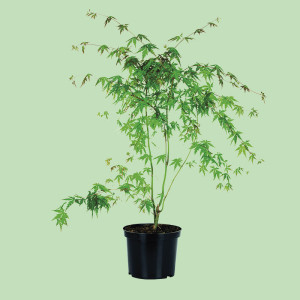 /ext/img/product/bonnes-affaires/25_04_16/500_erable_1.jpg