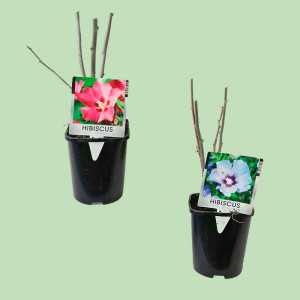 /ext/img/product/bonnes-affaires/25_04_16/500_hibiscus_1.jpg