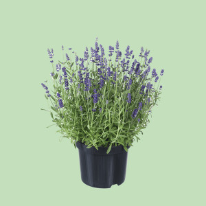 /ext/img/product/bonnes-affaires/25_04_16/500_lavande_1.jpg