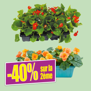 /ext/img/product/bonnes-affaires/25_04_16/500_massifs_1.jpg