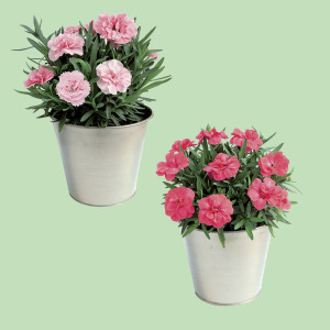 /ext/img/product/bonnes-affaires/25_04_16/500_oeillets_1.jpg