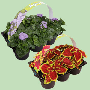 /ext/img/product/bonnes-affaires/25_04_16/500_plantes_1.jpg