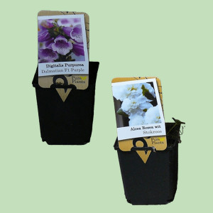 /ext/img/product/bonnes-affaires/25_04_16/500_vivaces_1.jpg