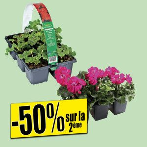/ext/img/product/bonnes-affaires/25_04_23/100_geraniums_1.jpg