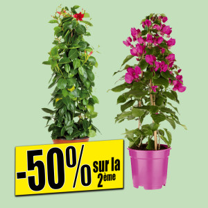 /ext/img/product/bonnes-affaires/25_04_30/100_plante_1.jpg