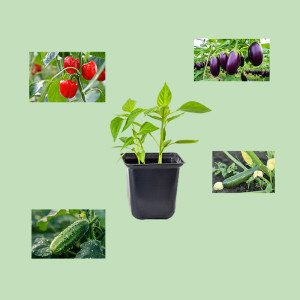 /ext/img/product/bonnes-affaires/25_04_30/500_legumes_1.jpg