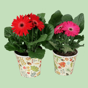/ext/img/product/bonnes-affaires/25_05_07/1100_gerbera_1.jpg