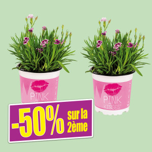 /ext/img/product/bonnes-affaires/25_05_07/1100_oeillets2_1.jpg