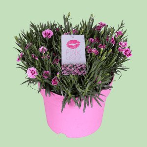 /ext/img/product/bonnes-affaires/25_05_07/1100_oeillets3_1.jpg
