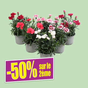 /ext/img/product/bonnes-affaires/25_05_07/1100_oeillets_1.jpg