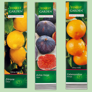 /ext/img/product/bonnes-affaires/25_05_07/1100_plante_1.jpg