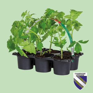 /ext/img/product/bonnes-affaires/25_05_07/1100_plants_1.jpg