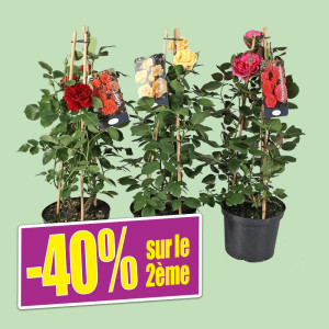 /ext/img/product/bonnes-affaires/25_05_07/1100_rosier2_1.jpg