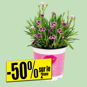 /ext/img/product/bonnes-affaires/25_05_14/100_oeillets_1.jpg