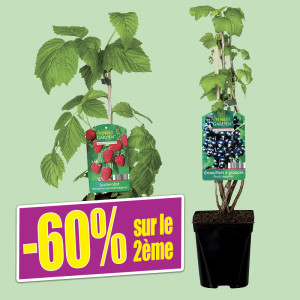 /ext/img/product/bonnes-affaires/25_05_14/600_arbuste_1.jpg