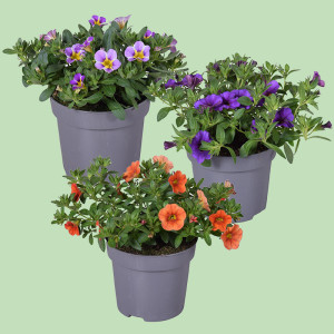 /ext/img/product/bonnes-affaires/25_05_14/600_calibrachoa_1.jpg