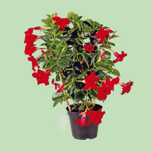 /ext/img/product/bonnes-affaires/25_05_14/600_dipladenia_1.jpg