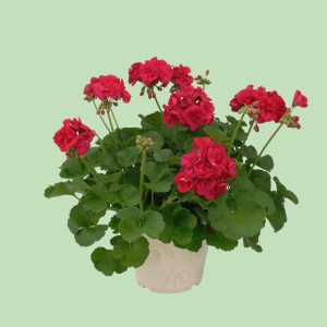 /ext/img/product/bonnes-affaires/25_05_14/600_geraniums2_1.jpg