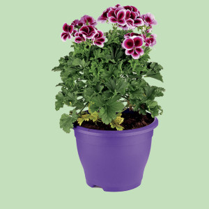 /ext/img/product/bonnes-affaires/25_05_14/600_geraniums_1.jpg