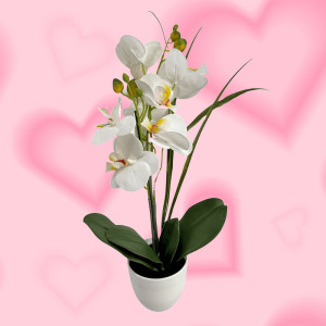 /ext/img/product/bonnes-affaires/25_05_14/600_orchidee_1.jpg
