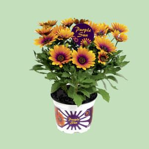 /ext/img/product/bonnes-affaires/25_05_14/600_osteospermum_1.jpg