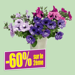 /ext/img/product/bonnes-affaires/25_05_14/600_petunias_1.jpg