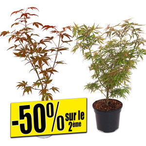 /ext/img/product/bonnes-affaires/25_05_21/100_erable_1.jpg