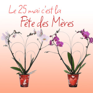 /ext/img/product/bonnes-affaires/25_05_21/100_phalaenopsis_1.jpg
