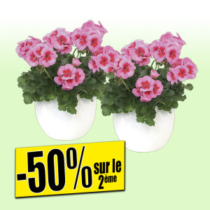 /ext/img/product/bonnes-affaires/25_06_04/400_geranium_1.jpg
