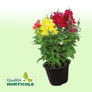 /ext/img/product/bonnes-affaires/25_06_04/400_muflier_1.jpg