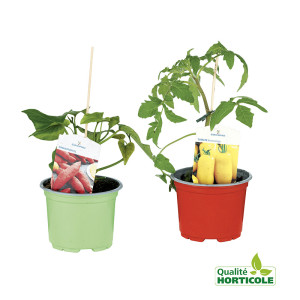 /ext/img/product/bonnes-affaires/25_06_04/400_plants_1.jpg