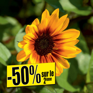 /ext/img/product/bonnes-affaires/25_06_04/400_tournesol_1.jpg