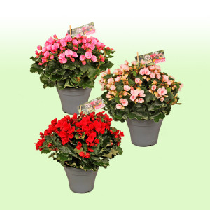 /ext/img/product/bonnes-affaires/25_06_11/500_begonia1_1.jpg
